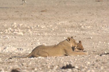 Çöldeki şirin bir aslanın yakın plan fotoğrafı.