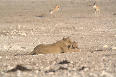 Namibya 'da aslan yavrusu
