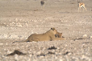 Bir aslan dinleniyor.