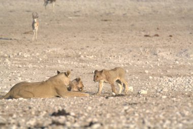 Genç dişi aslan, etosha, namibya
