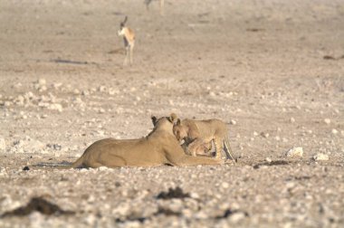 Çöldeki bir aslanın yakın çekimi.