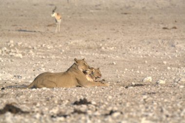 Kumda ölü bir aslan yavrusu olan dişi bir aslan yavrusu..