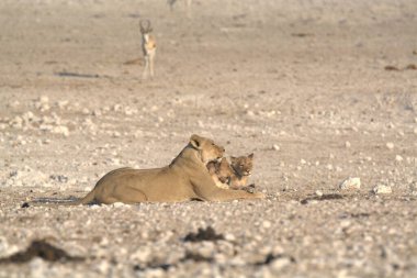 Çölde oynayan aslan ve aslan yavrusu.
