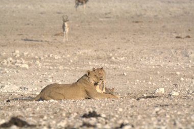 Genç dişi aslan (panthera leo) namibya çölünde