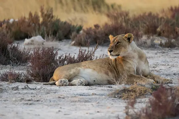 Namibya 'daki Etoşa Milli Parkı' nda genç bir aslan.
