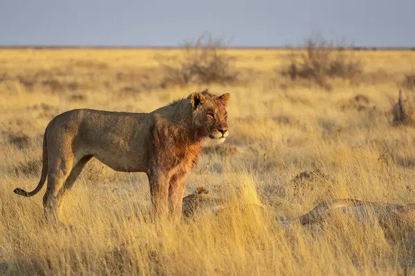 Savanadaki güzel aslan