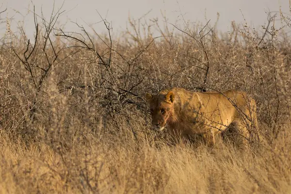 Afrika 'nın bozkırındaki aslan