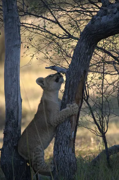 Aslan (panthera leo) ağaçta yürüyor