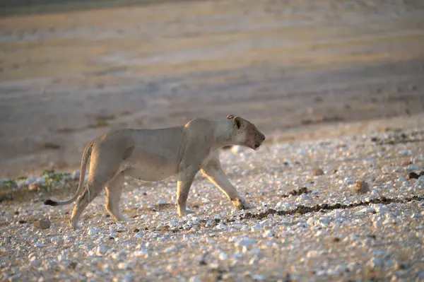 Genç beyaz aslan çölde kuru kumda yürüyor.