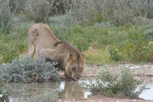 Su birikintisinden su içen aslan.