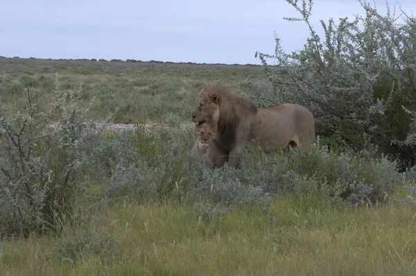 Çöldeki vahşi aslan