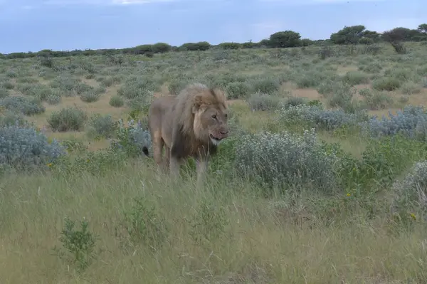 Kenya savanındaki aslan