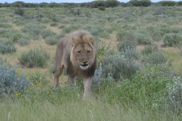 Aslan savanada yürüyor