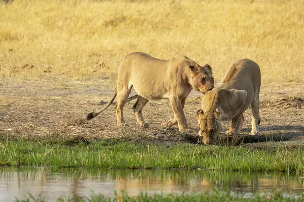 Genç beyaz aslan Kruger Ulusal Parkı, Güney Afrika