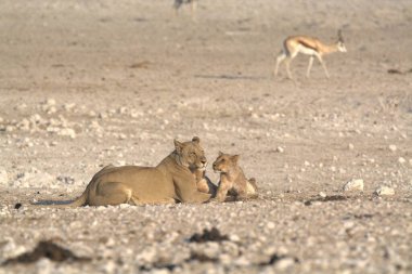 Bir çift genç dişi aslan oynuyorlar.