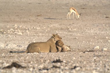 Genç aslan ve annesi.