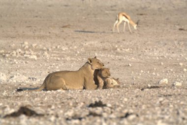 Kumda oynayan aslan yavrusu.