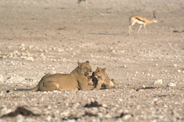 Namibya 'daki aslan ailesi