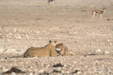 Çöldeki vahşi hayvanlar