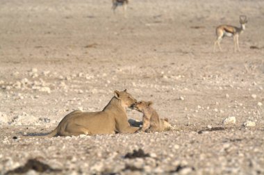 Etoşa Ulusal Parkı 'ndaki kuru çimlerde oynayan aslan yavrusu Namibya