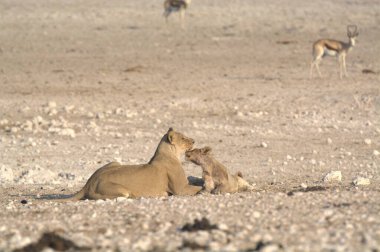 Etoşa Ulusal Parkı 'nda genç aslanlar