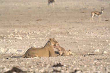 Afrika Namibya 'da dişi aslan