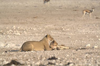 Genç aslan yerde dinleniyor.