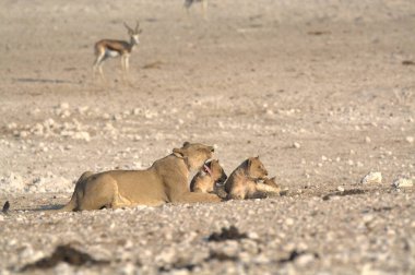 Etoşa Ulusal Parkı, Namibya 'da genç aslanlar