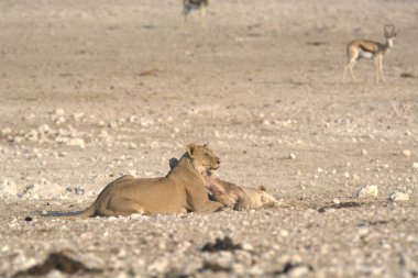 Bir dişi aslan çimlerin üzerinde yatıyor.