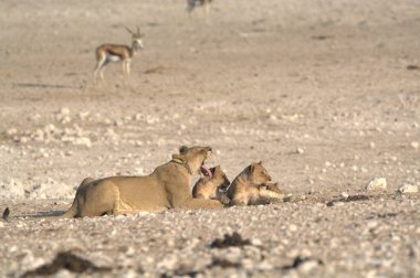 Kenya 'da vahşi aslanlar