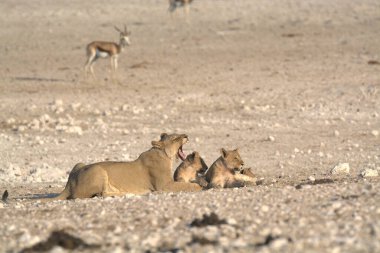 Çölde sevimli bir geyiğin yakın plan fotoğrafı.