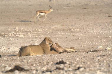 Çölün kumlarında genç bir erkek ve dişi aslanın yakın çekimi.