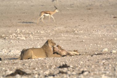 Çölde dişi bir dişi aslan.