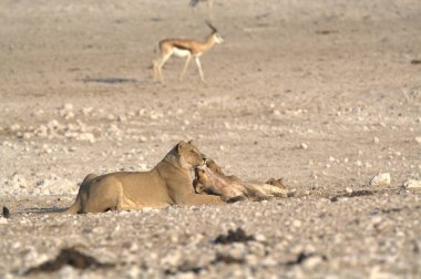 Etoşa Çölü, Namibya 'da genç bir Afrika erkek aslanının yakın çekimi.