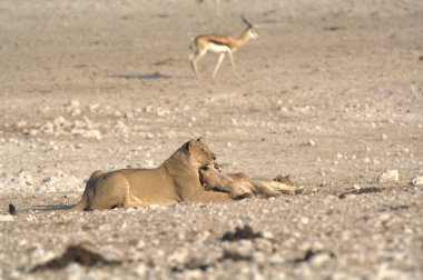 Namibya 'da, Etoşa' da bir aslan