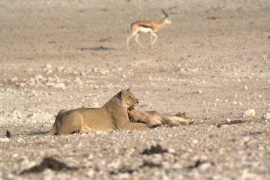 Genç bir erkek ve dişi aslanın kumda yürüdüğü yakın plan bir fotoğraf.