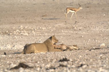 Savanadaki aslan ailesi.