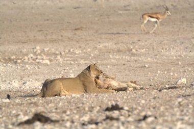 Ölü bir çölün kumlarında genç bir vahşi kedi.