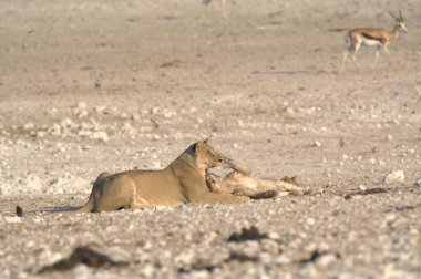 Kırmızı geyik (rudebera ruelus) Etoşa 'nın doğal habitatında, namibya.