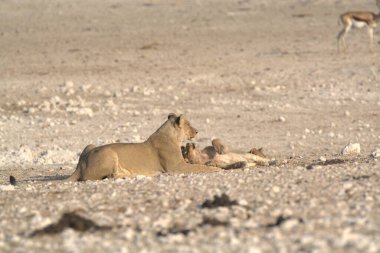 Namibya 'daki Etoşa' da dişi ve erkek aslanlar.