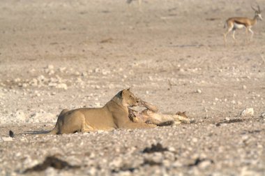 Vahşi hayvanlar, seçici odaklanma