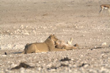 Namibya 'da Etoşa' nın ortasında yerde yatan şirin bir aslanın yakın plan fotoğrafı.