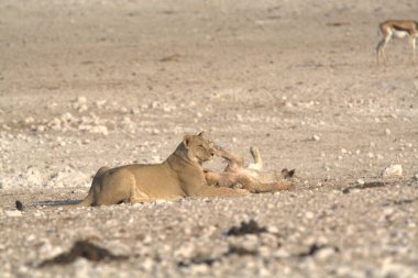 Vahşi bir Afrika aslanı.