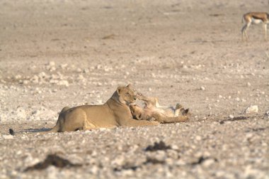 Namibya 'daki Etoşa' da dişi aslan.