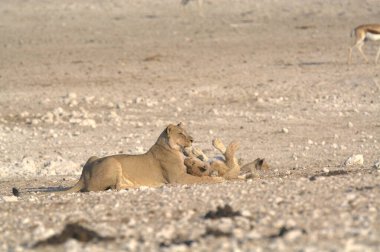 Arka planda bebek olan dişi bir aslanın yakın plan fotoğrafı.