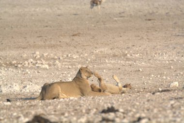 Bir çift genç aslan güneşin altında dinleniyor..