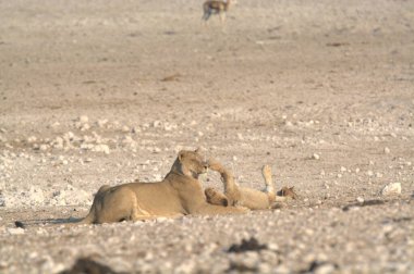 Vahşi Afrika hayvanları. Vahşi Afrika aslanı, namibya
