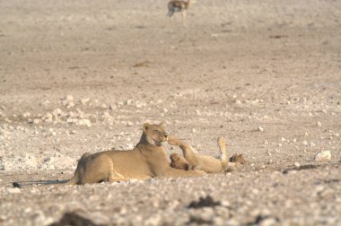 Bir çift genç aslan.