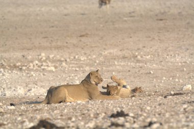 Savanada bir çift vahşi aslan
