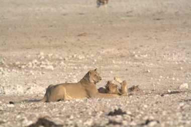 Aslan yavruları kumlu bir zeminde oynuyorlar